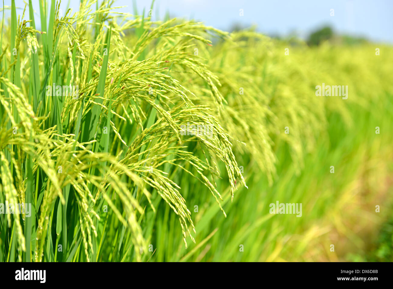 Rice paddy fields, Thailand Stock Photo