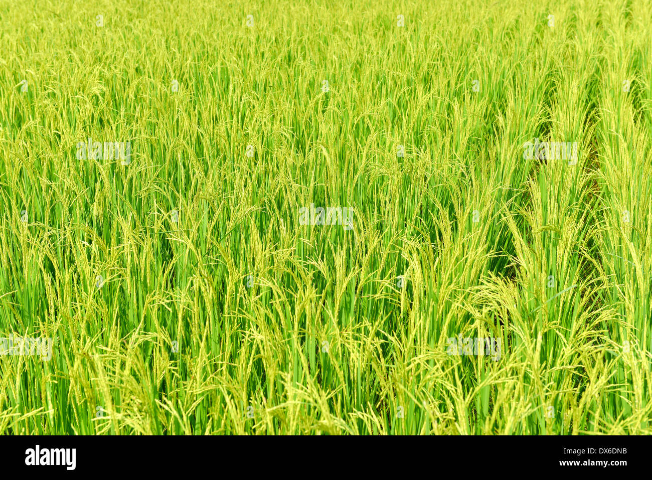 Rice paddy fields, Thailand Stock Photo