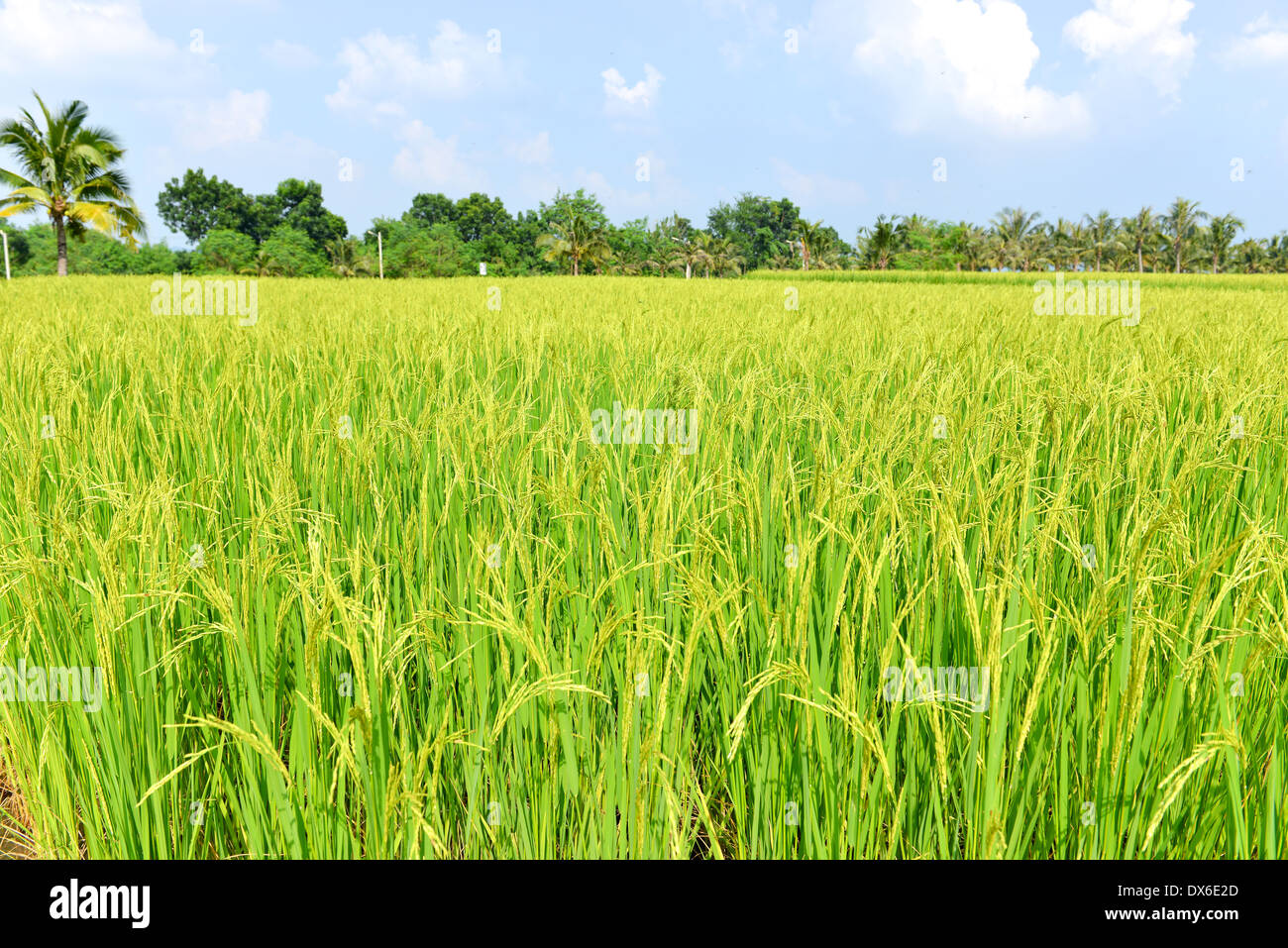 Paddy fields hires stock photography and images Alamy