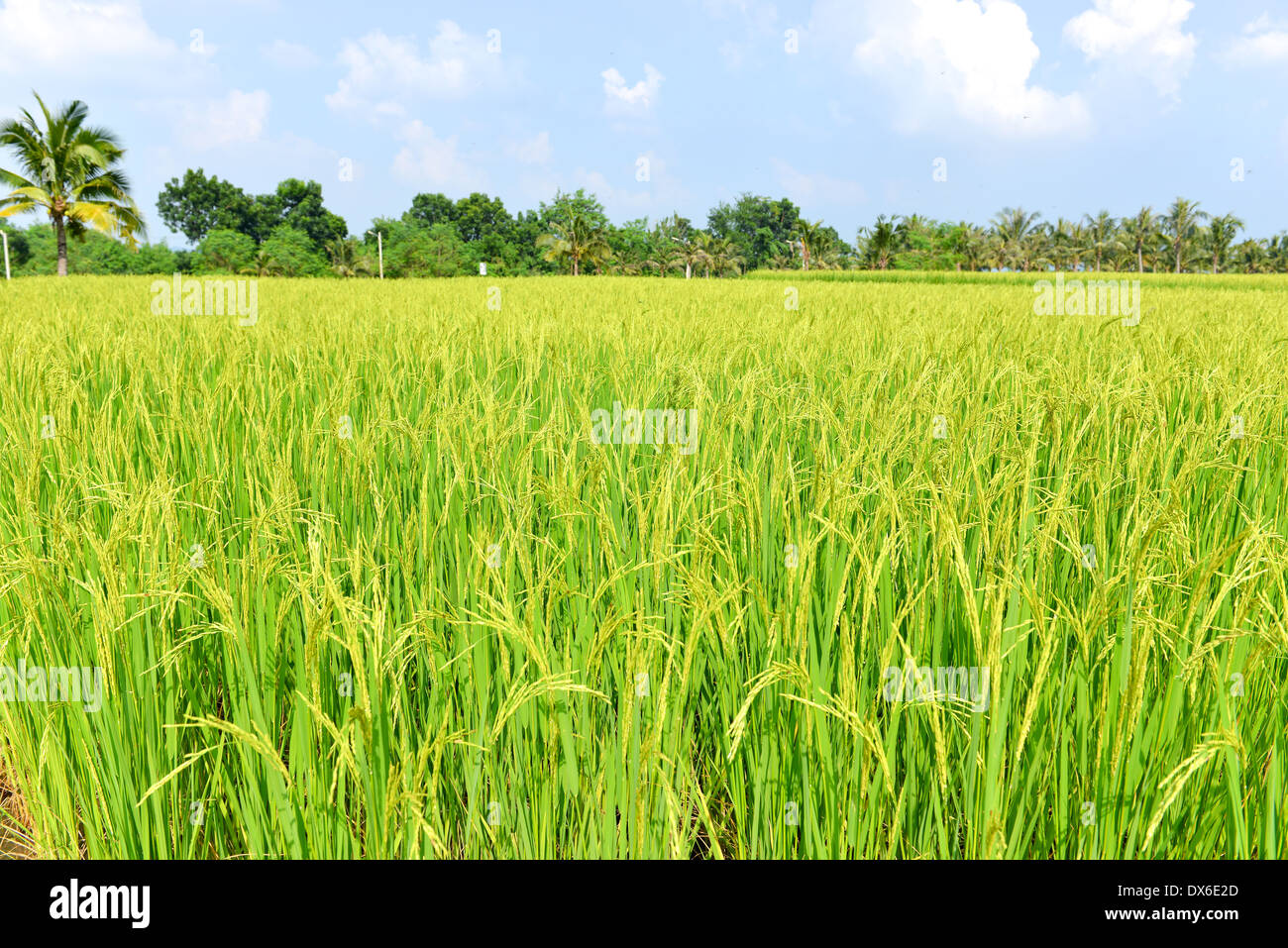 Rice paddy fields, Thailand Stock Photo