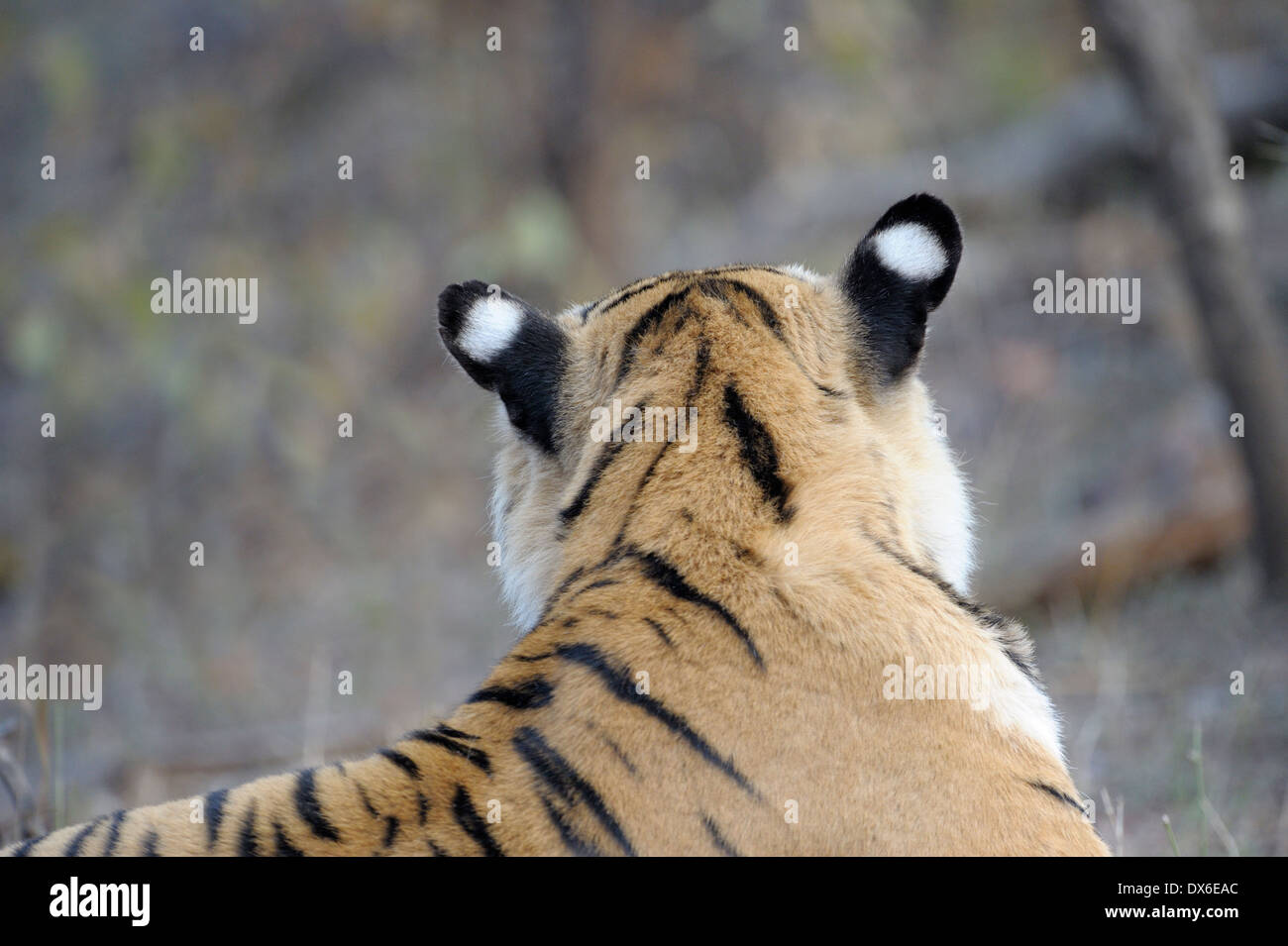 Back view of the ears from a Bengal Tiger (Panthera tigris tigris) lying down, Ranthambhore national park, Rajastan, India. Stock Photo