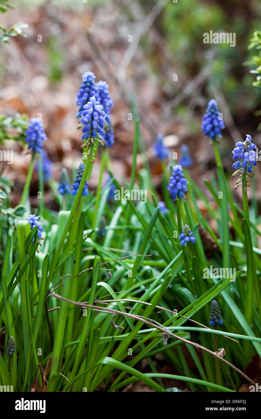 Grape hyacinth in flower bed of English garden, spring time. Stock Photo