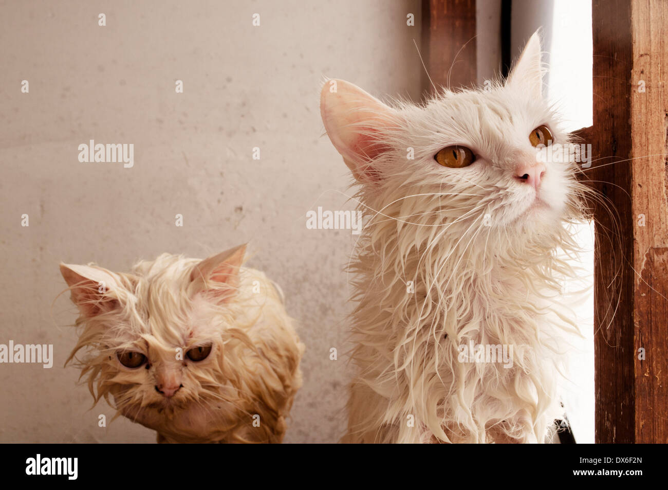 Furry Cat With Angry Face Background, Ugly Picture Of Cats