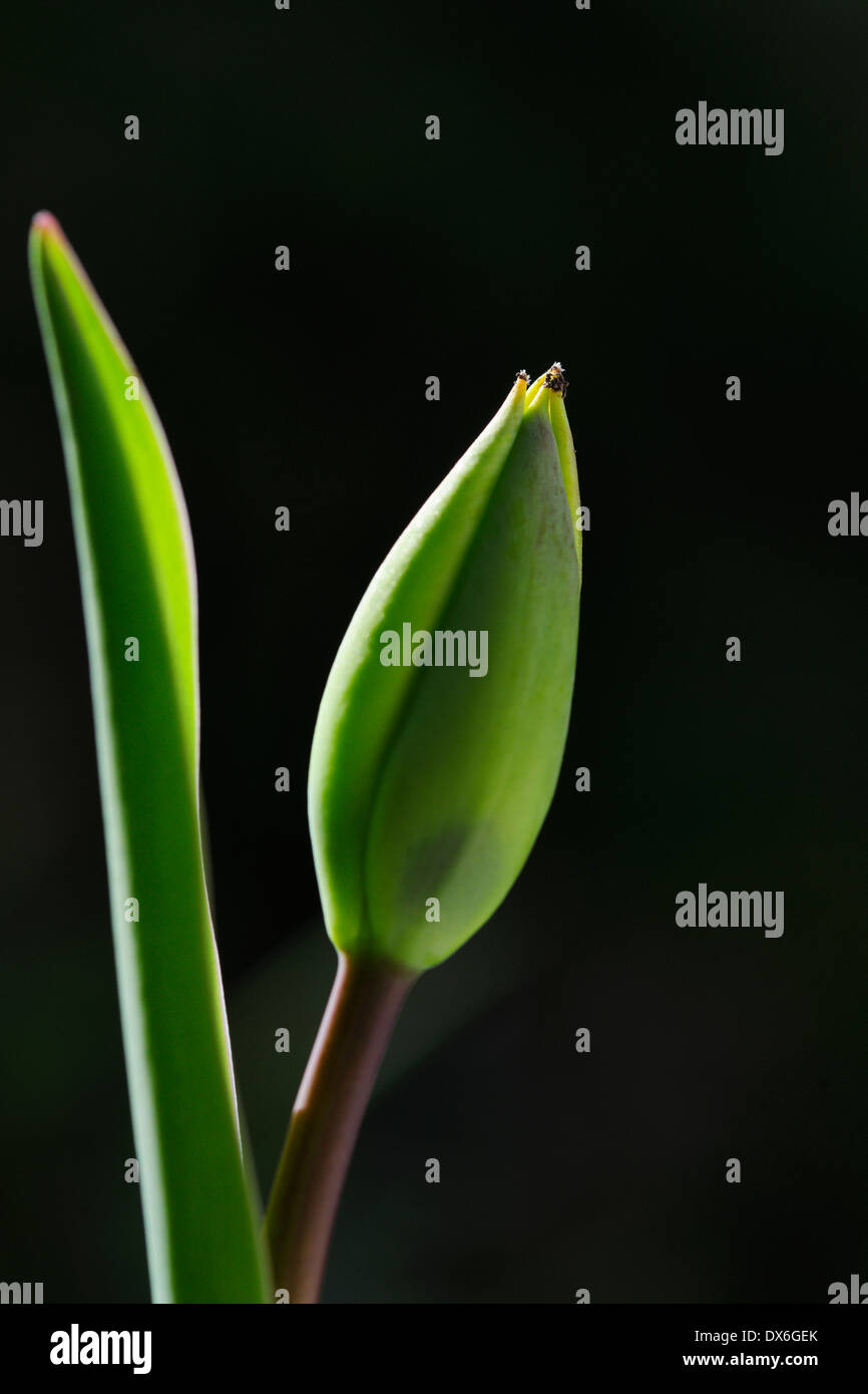 Tulip before blooming with back light Stock Photo Alamy