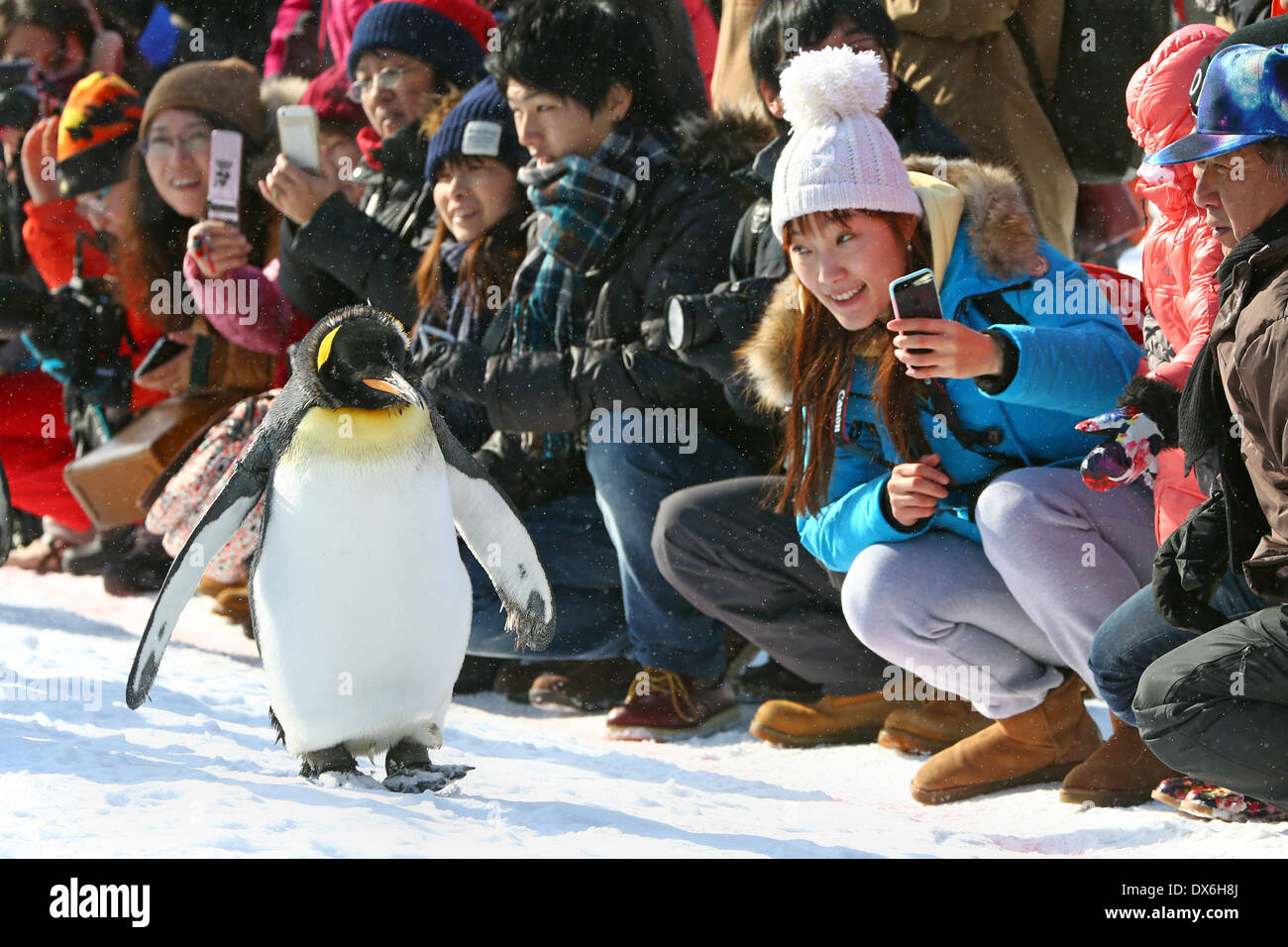 Penguin Walk at Asahiyama Zoo in Asahikawa, Japan Stock Photo Alamy