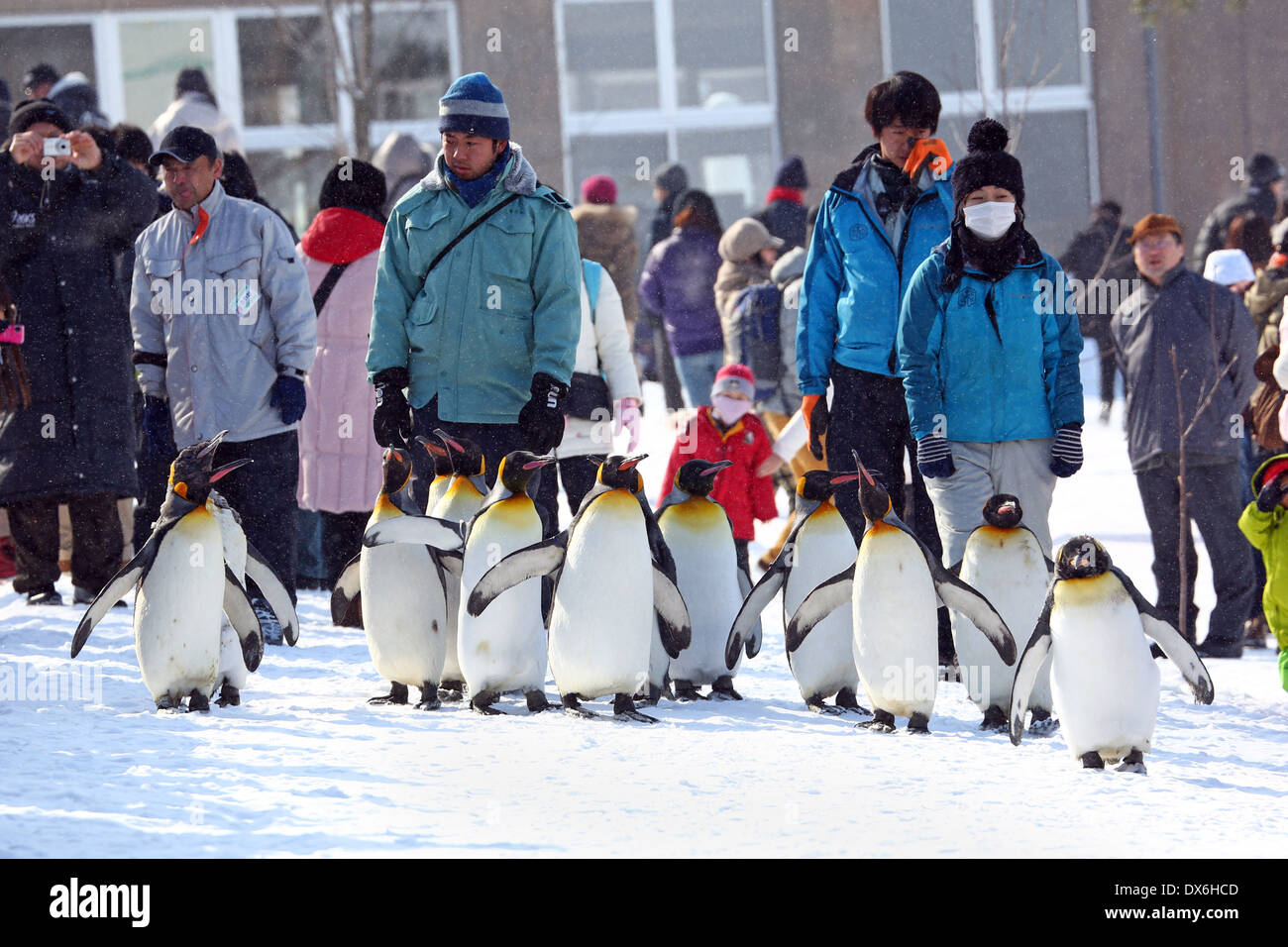 Penguin Walk at Asahiyama Zoo in Asahikawa, Japan Stock Photo Alamy
