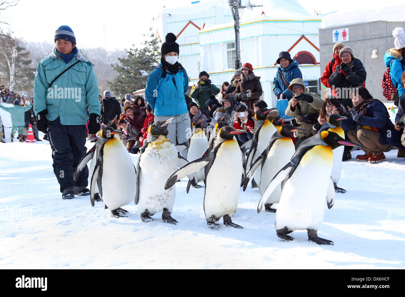 Penguin Walk at Asahiyama Zoo in Asahikawa, Japan Stock Photo Alamy
