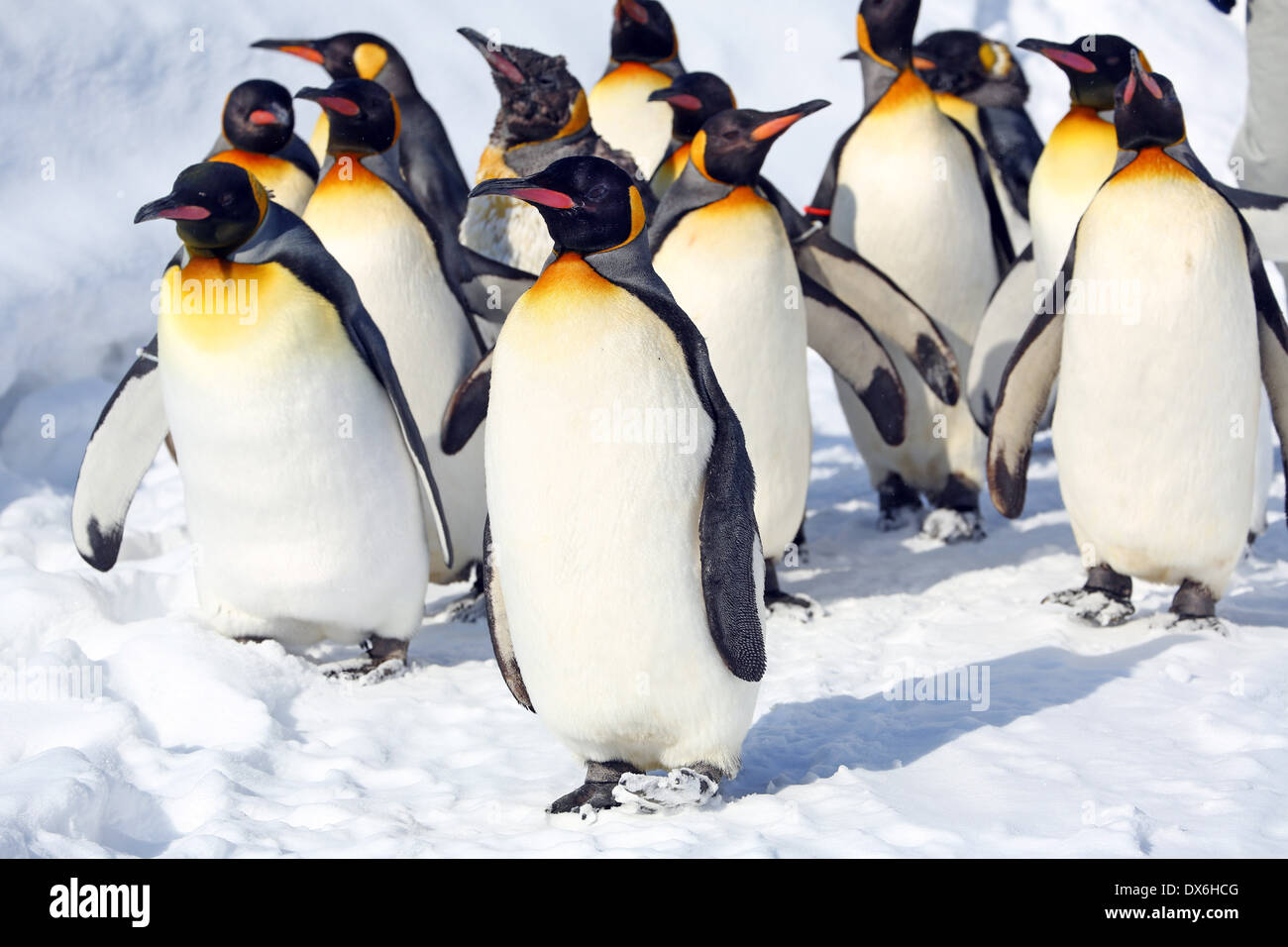 Penguin Walk at Asahiyama Zoo in Asahikawa, Japan Stock Photo - Alamy