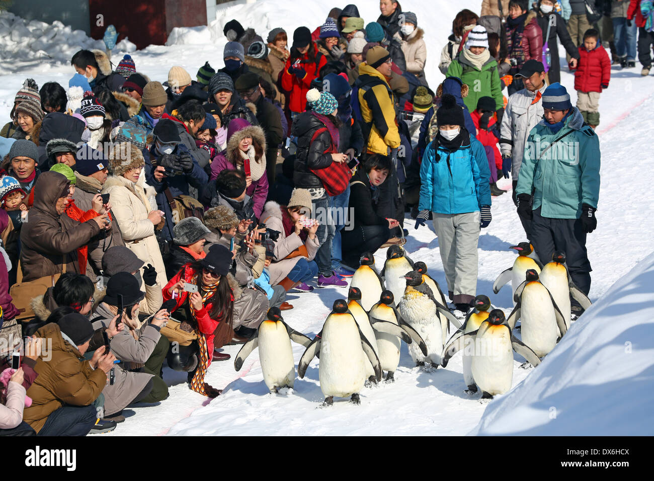 Penguin Walk at Asahiyama Zoo in Asahikawa, Japan Stock Photo Alamy