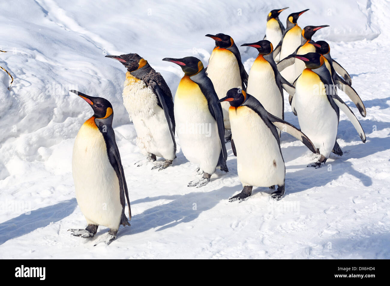 Penguin Walk at Asahiyama Zoo in Asahikawa, Japan Stock Photo Alamy