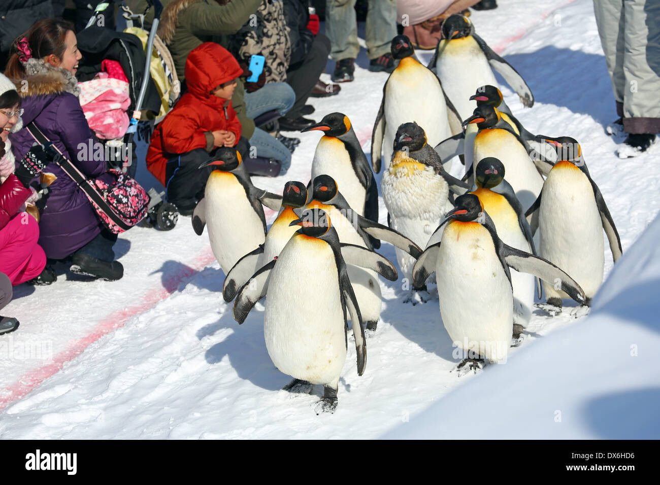 Asahiyama Zoo Penguin Walk Schedule 2024 Trix Alameda
