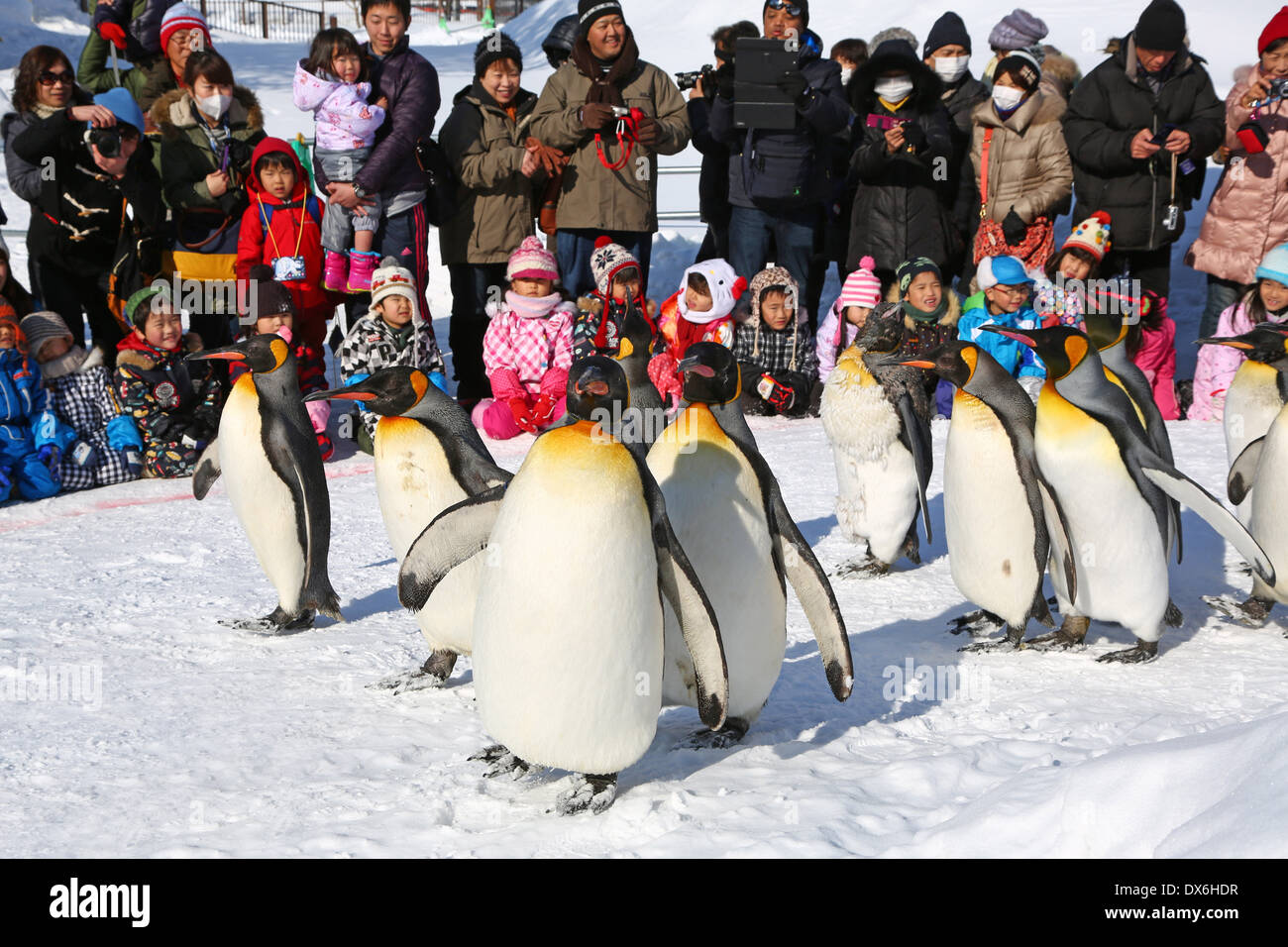 Asahiyama Zoo Penguin Walk Schedule 2024 Tatum Gabriela