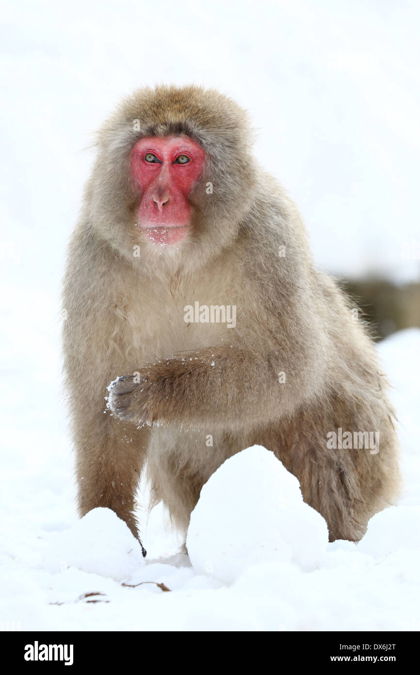 Japanese Macaque (Macaca fuscata), Snow Monkeys at the natural hot springs in Jigokudani Monkey Park (Hell Valley) near Nagano, Stock Photo