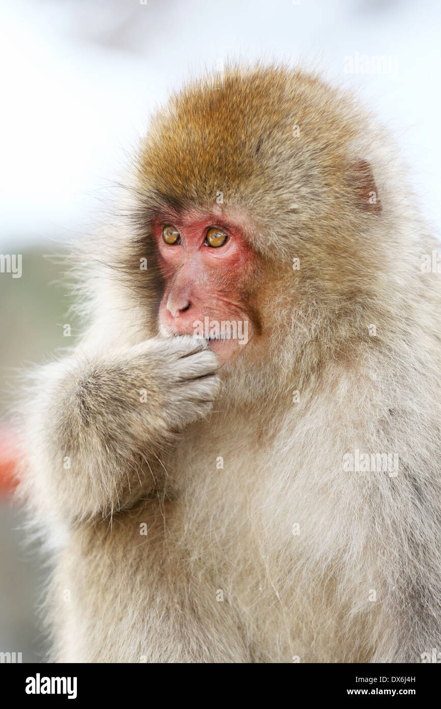 Japanese Macaque (Macaca fuscata), Snow Monkeys at the natural hot springs in Jigokudani Monkey Park (Hell Valley) near Nagano, Stock Photo