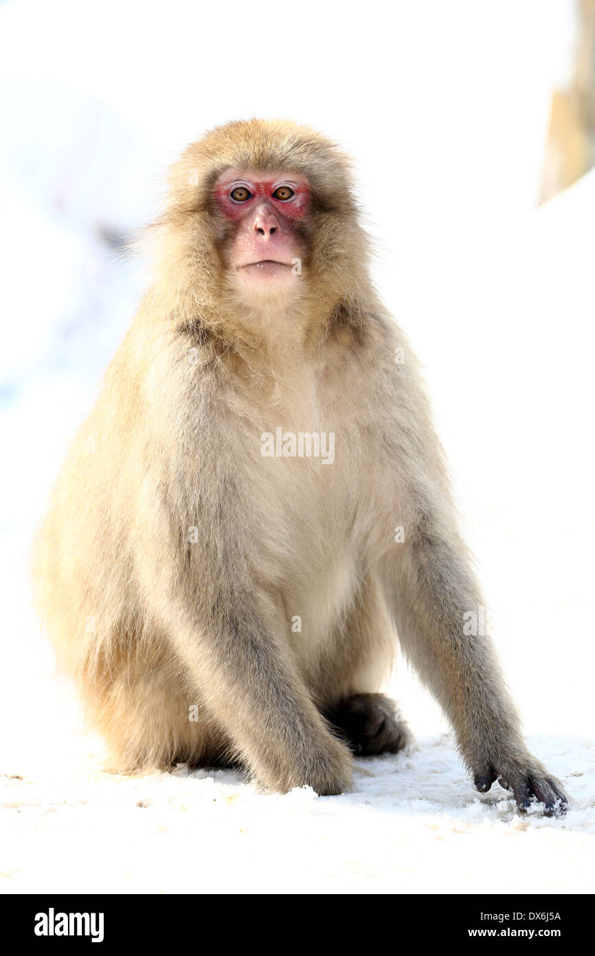 Japanese Macaque (Macaca fuscata), Snow Monkeys at the natural hot springs in Jigokudani Monkey Park (Hell Valley) near Nagano, Stock Photo