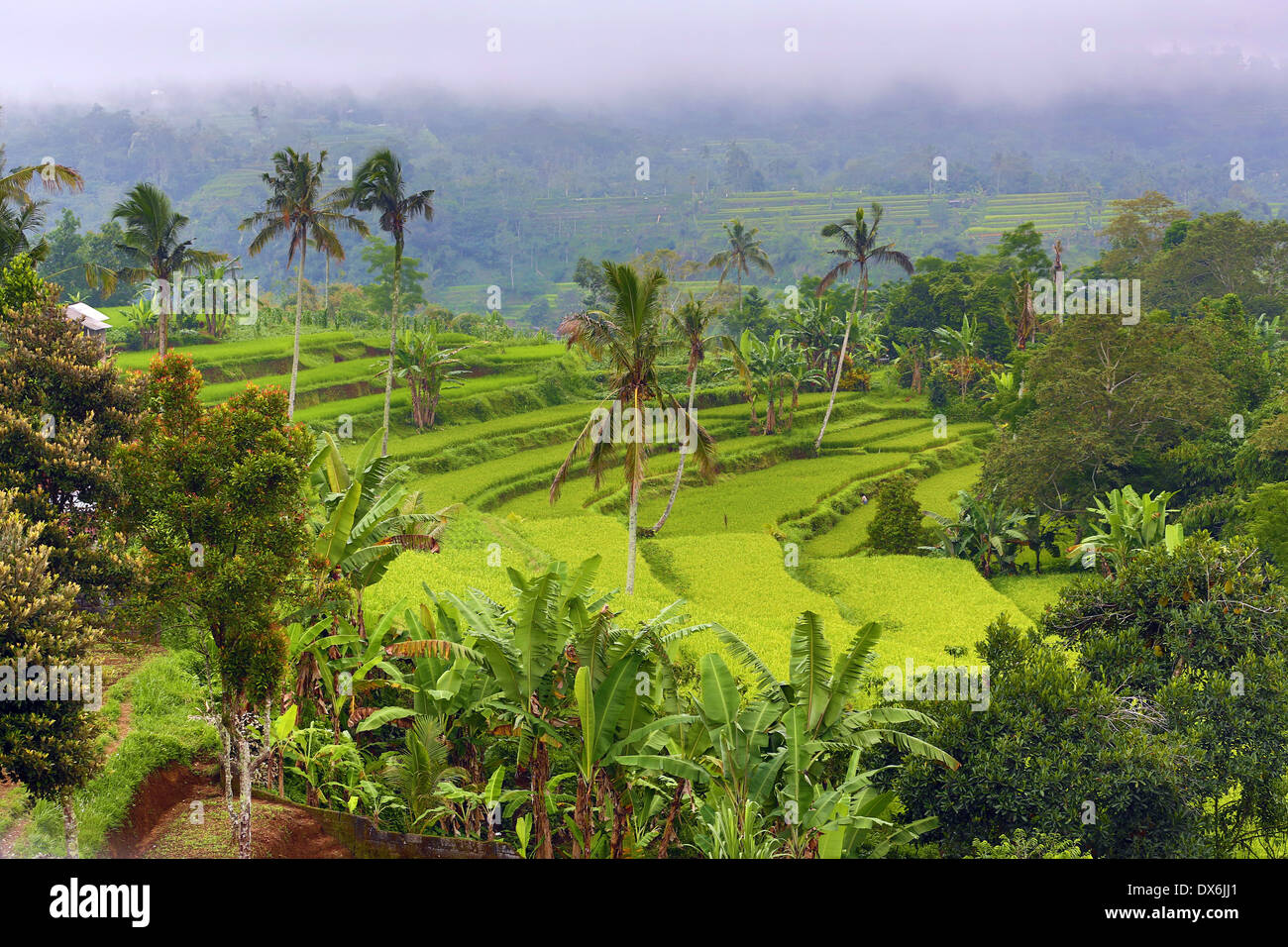 Rice terraces in Mekarsari, Bali, Indonesia Stock Photo