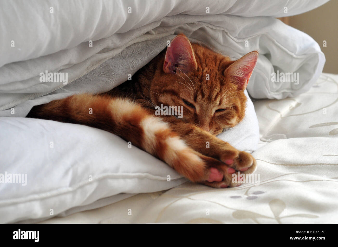 Aberystwyth, Wales, UK - Samson, a one year old ginger cat, has found the perfect spot for a cat-nap. He has sneaked in and is tucked into the clean bedding of the guest room... - 19- Mar-2014, Photo Credit: John Gilbey/Alamy Live News. Stock Photo