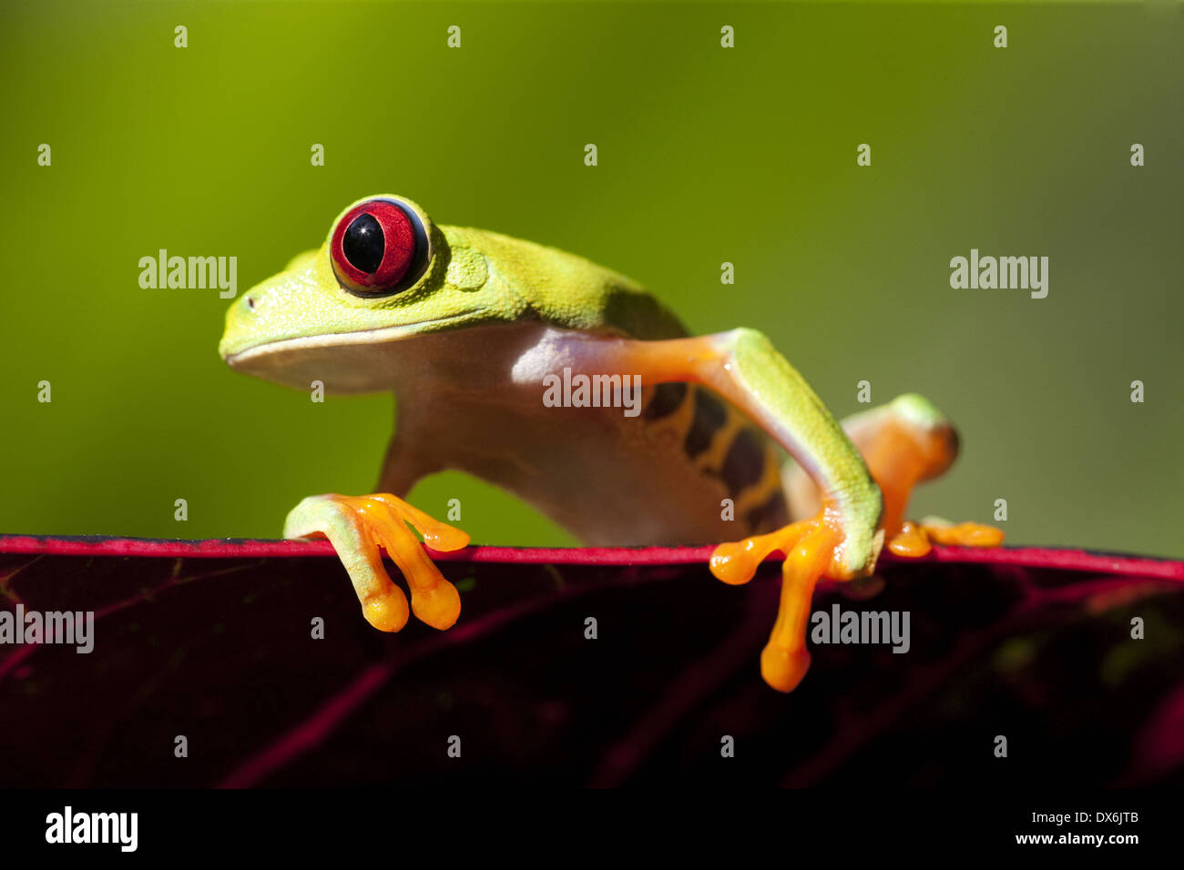 Red-eyed Tree frog, Costa Rica Stock Photo - Alamy