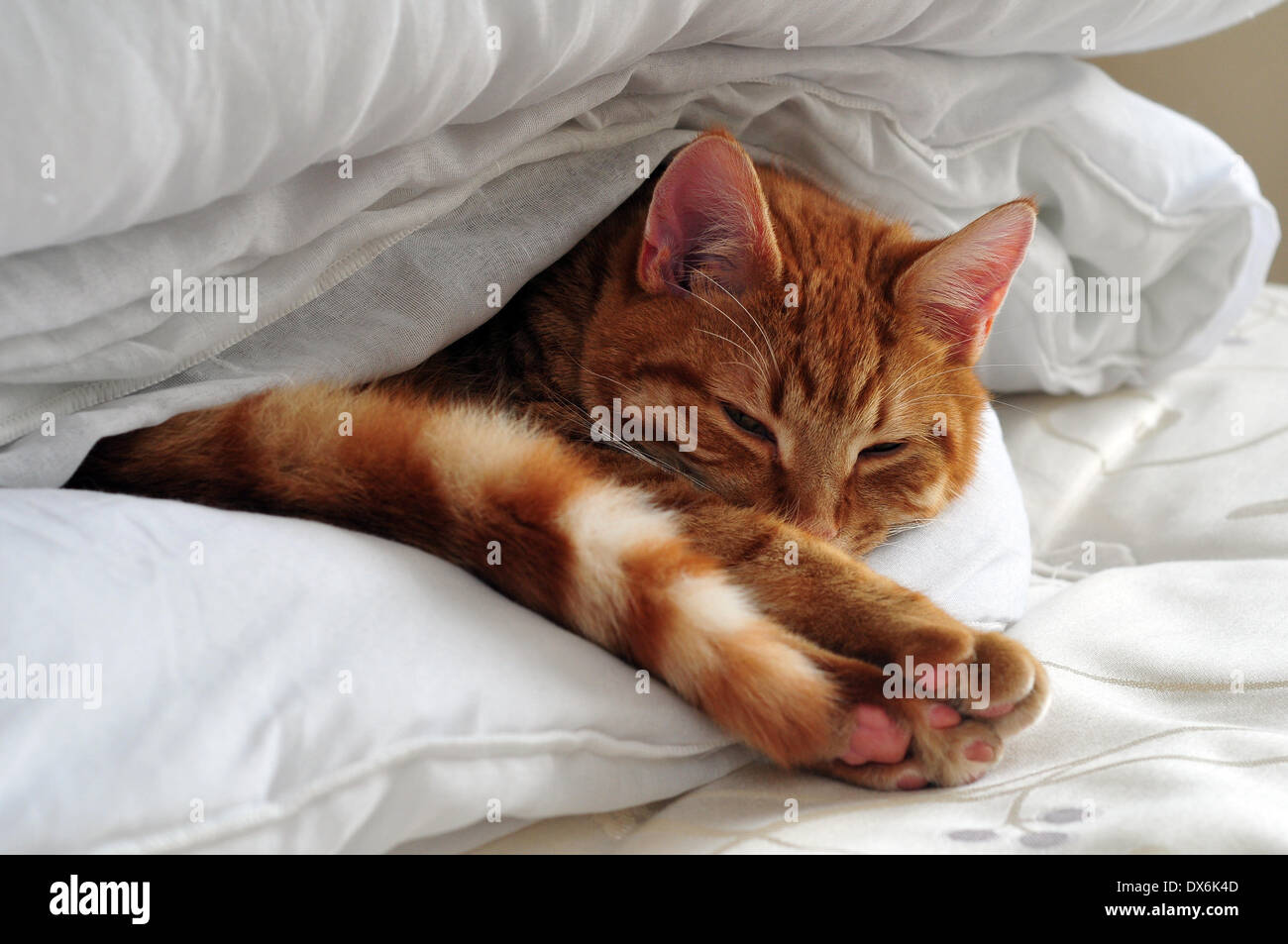 Aberystwyth, Wales, UK - Samson, a one year old ginger cat, has found the perfect spot for a cat-nap. He has sneaked in and is tucked into the clean bedding of the guest room... - 19- Mar-2014, Photo Credit: John Gilbey/Alamy Live News. Stock Photo