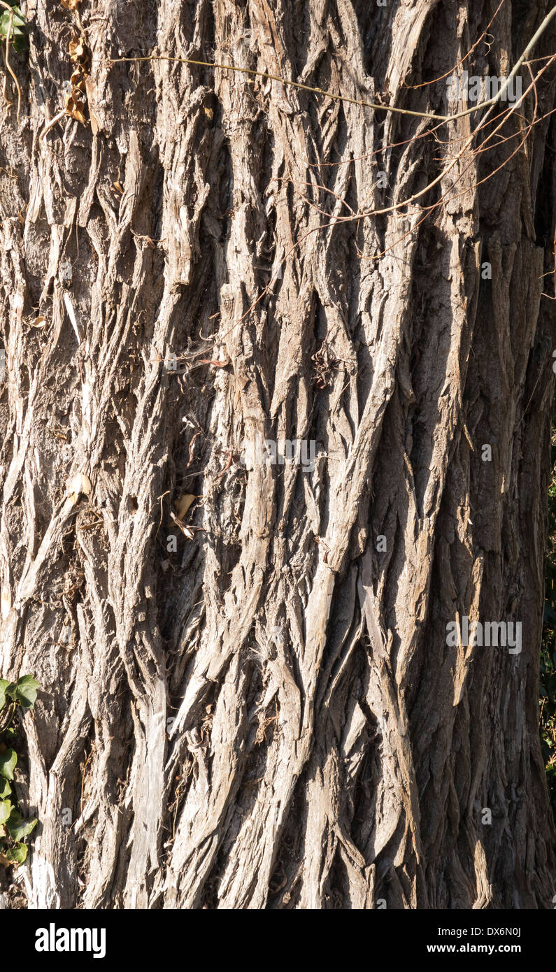 Tree trunk ridge pattern Stock Photo