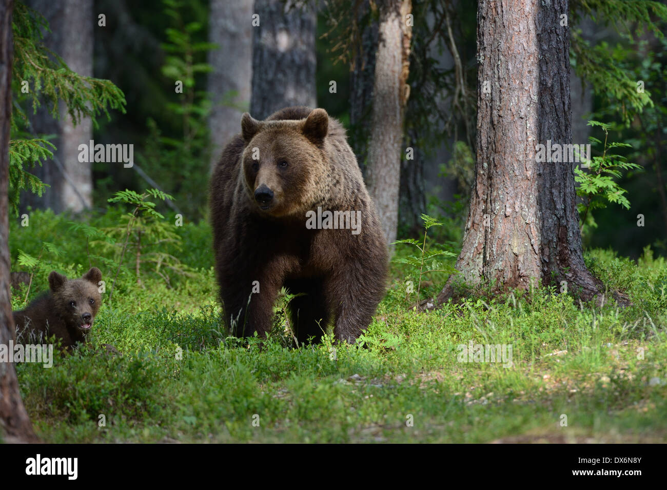 Female brown bear with cubs in the forest and swamp of mid Finland near ...