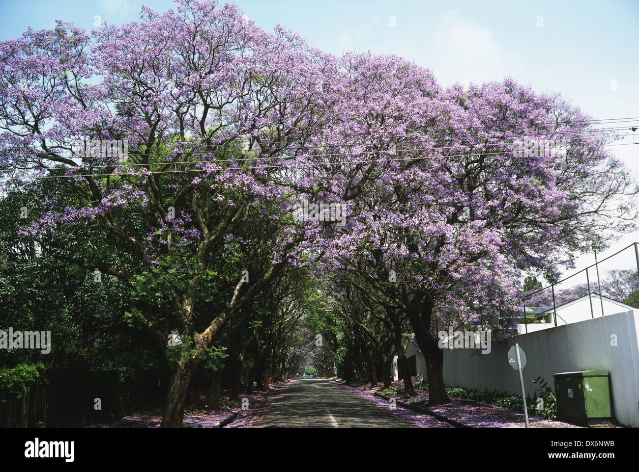 SOUTH AFRICA - Jacaranda Trees, Johannesburg. Stock Photo