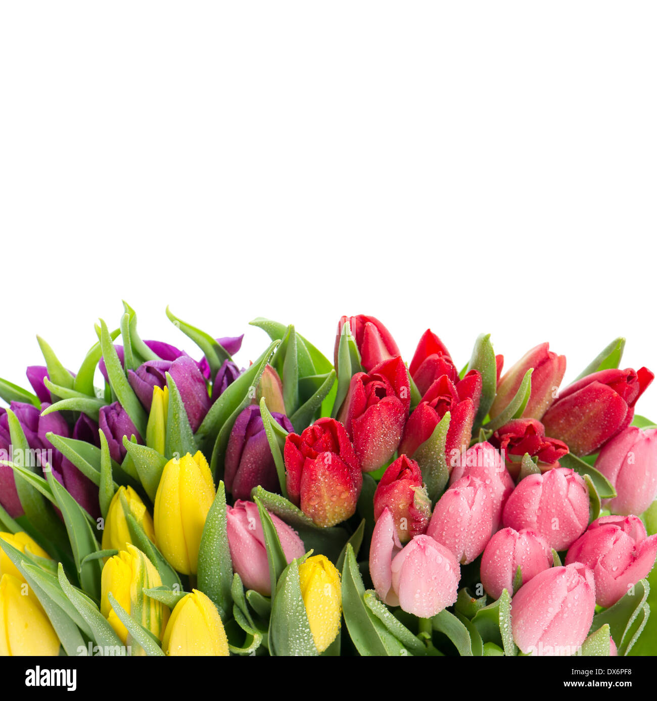 bouquet of multicolor tulips over white background. fresh spring ...