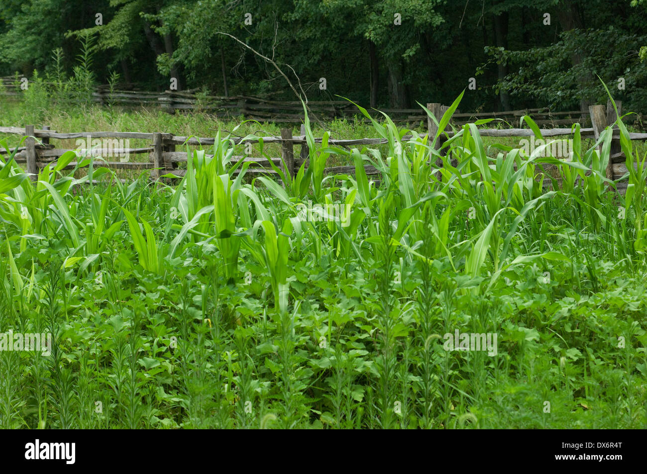 Crops growing at Lincoln Boyhood National Memorial, Indiana. Digital photograph Stock Photo