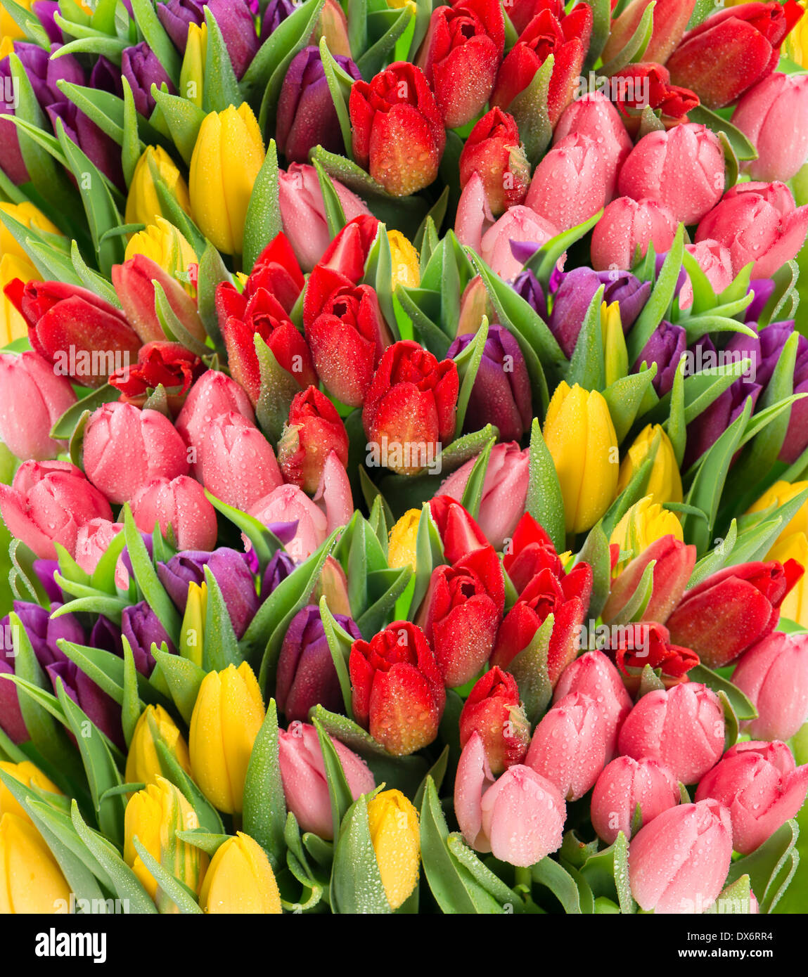 bouquet of multicolor tulips. fresh spring flowers with water drops ...