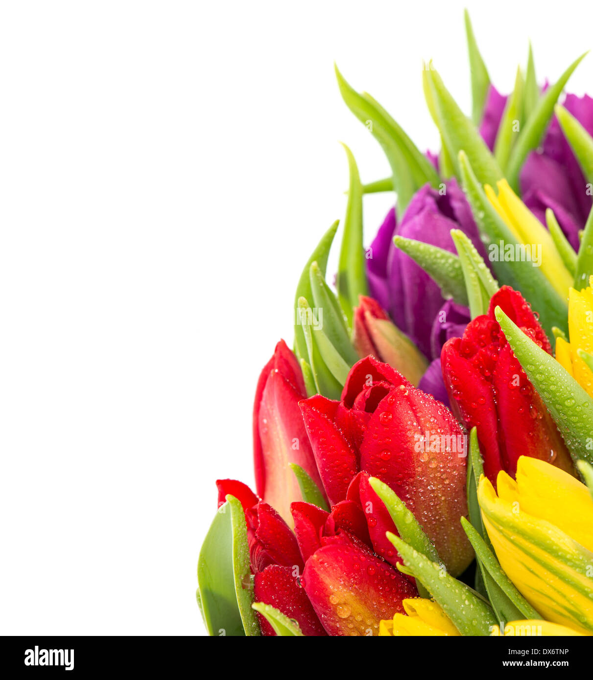 bouquet of multicolor tulips over white background. Stock Photo
