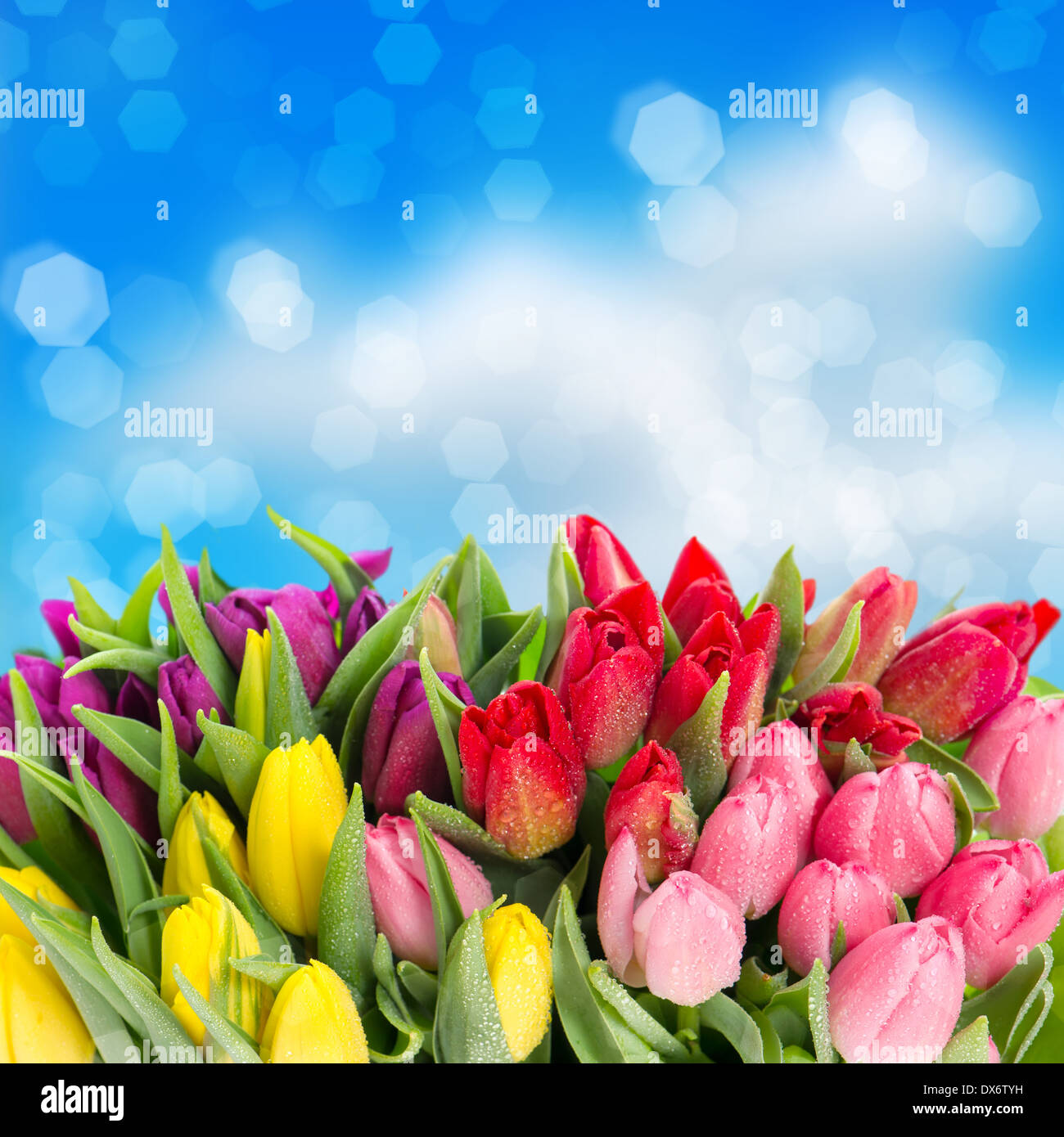 bouquet of multicolor tulips. fresh spring flowers with water drops ...