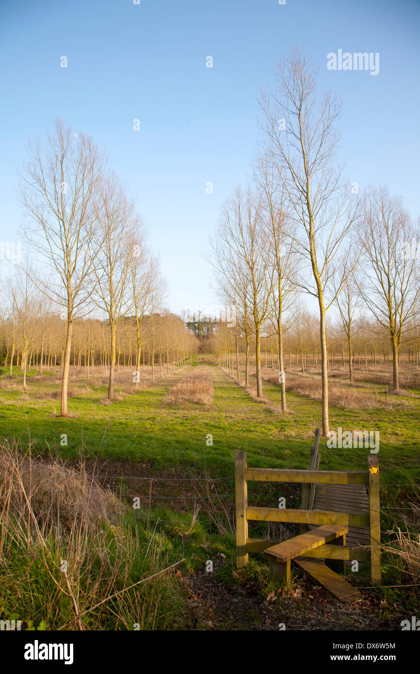 Plantation of Salix alba, cricket bat or white willow, trees in winter