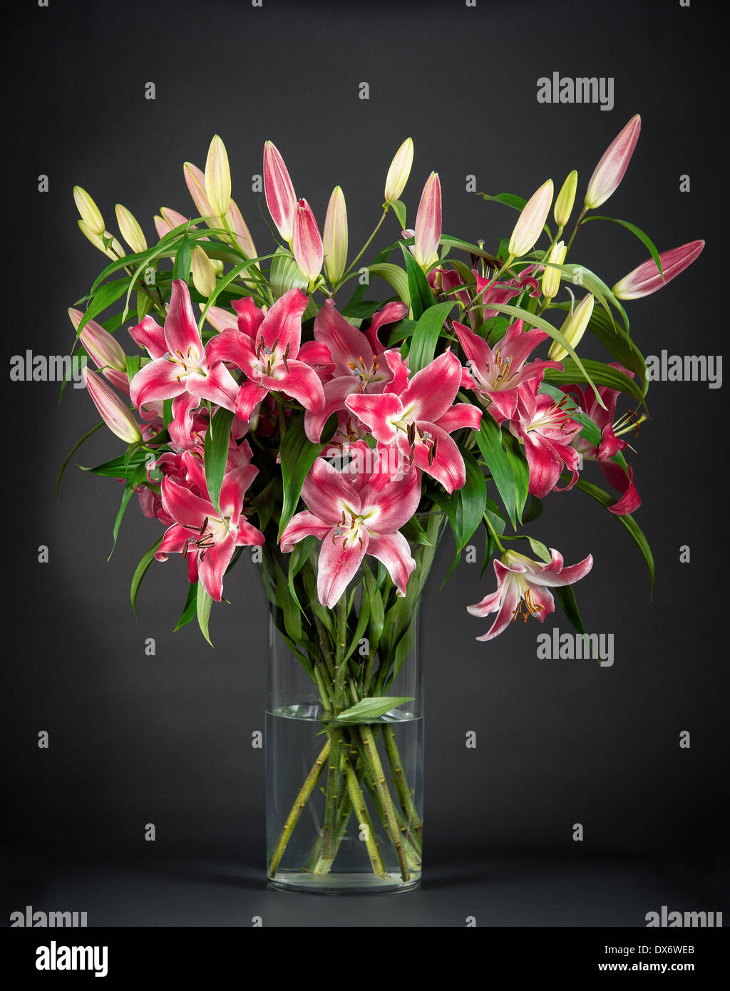 bouquet of fresh lily flowers on black background Stock Photo