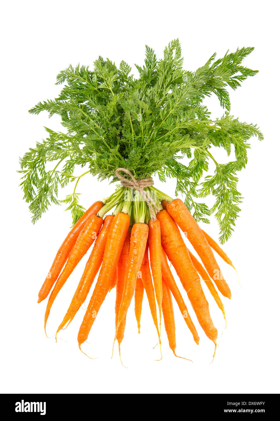 Bunch of fresh carrots with green leaves isolated on white background