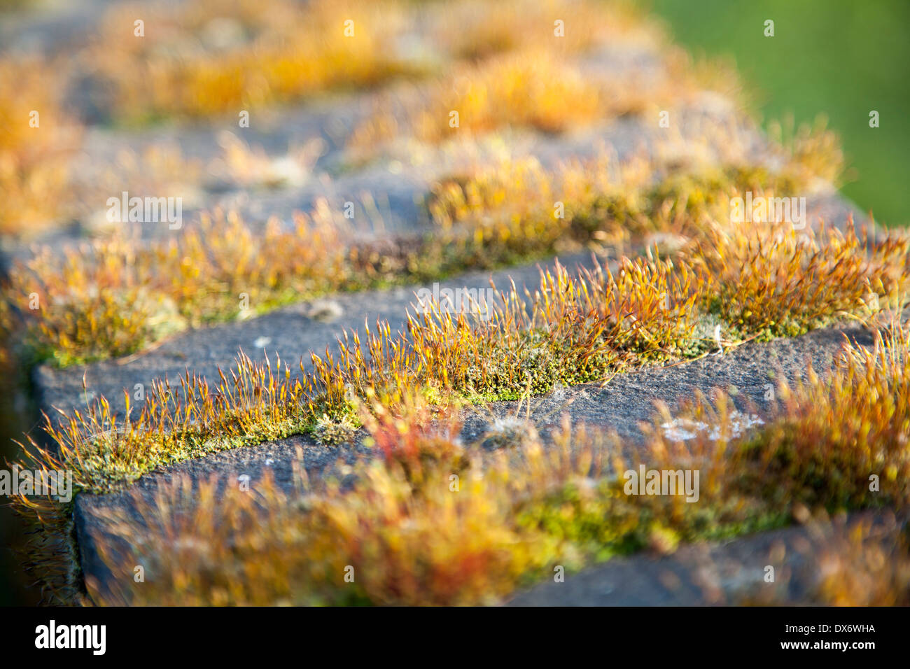 Close up of moss plants growing in cracks in a wall illustrating biotic weathering by plants, UK Stock Photo