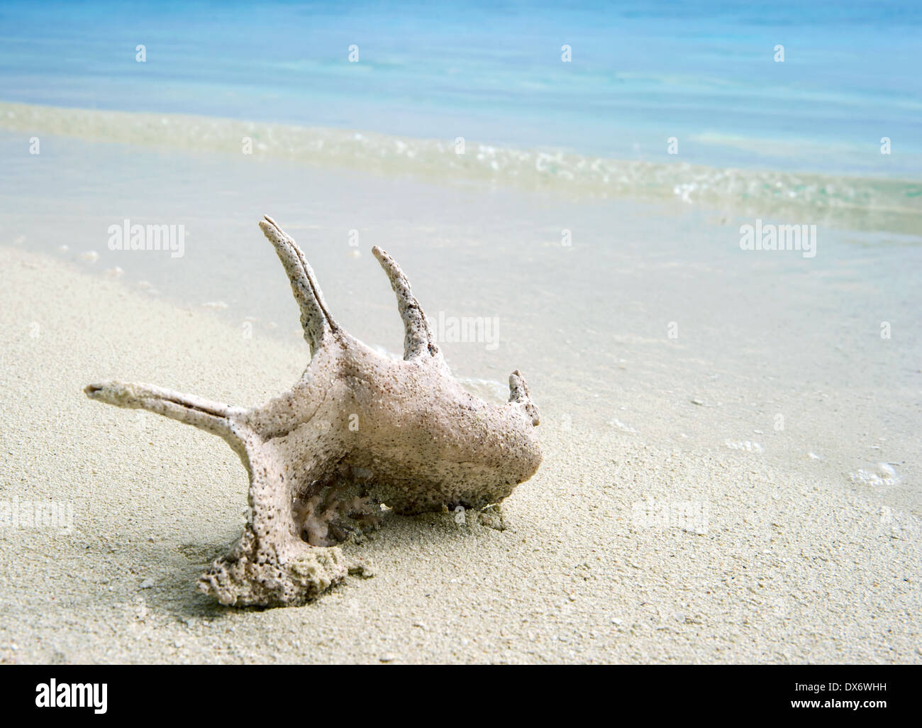 coral shell on the tropical beach background Stock Photo - Alamy