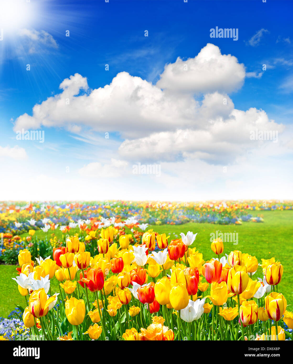 tulip flowers field. spring landscape with blue sunny sky Stock Photo ...