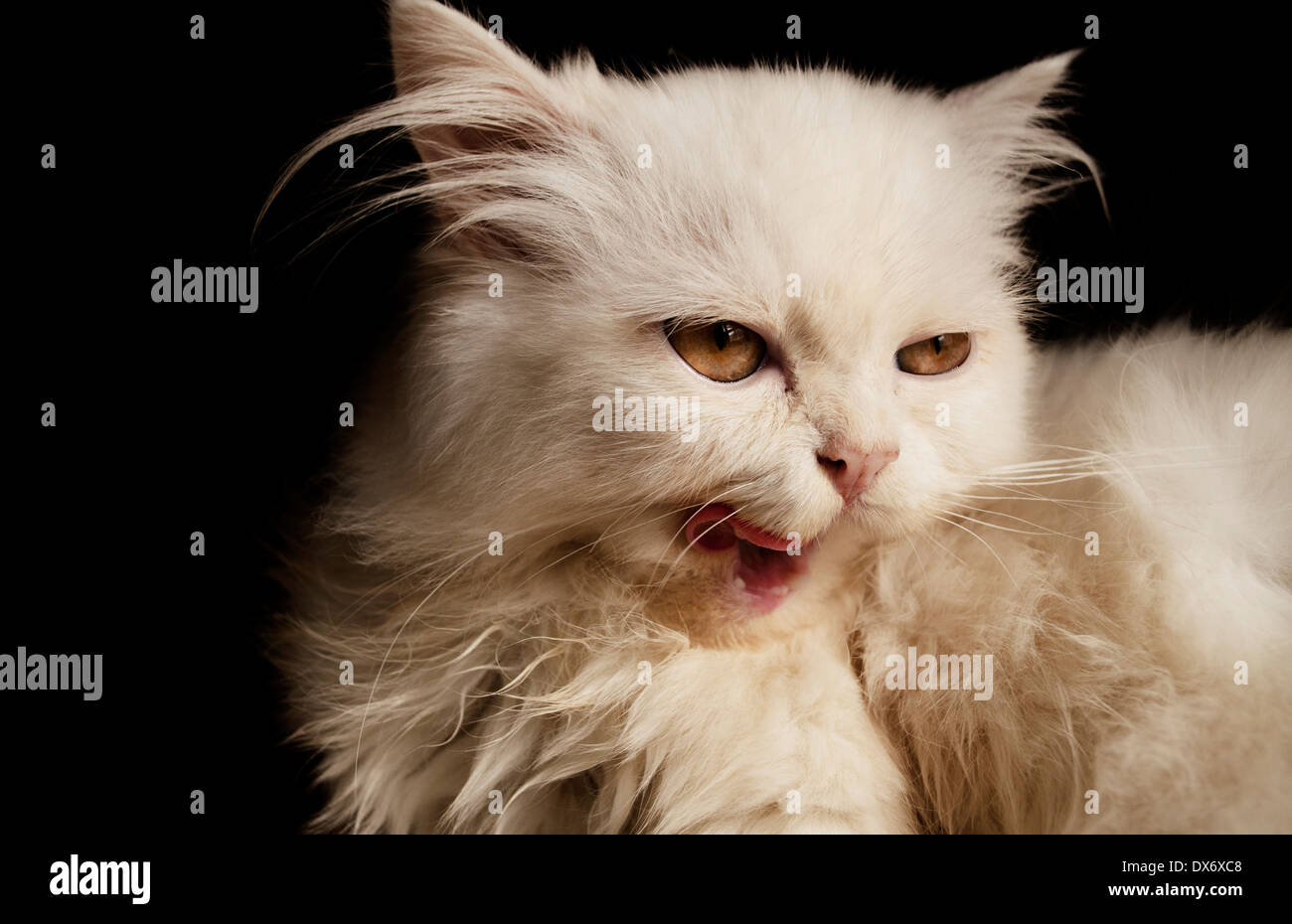 Cat Funny Clean Hi Res Stock Photography And Images Alamy