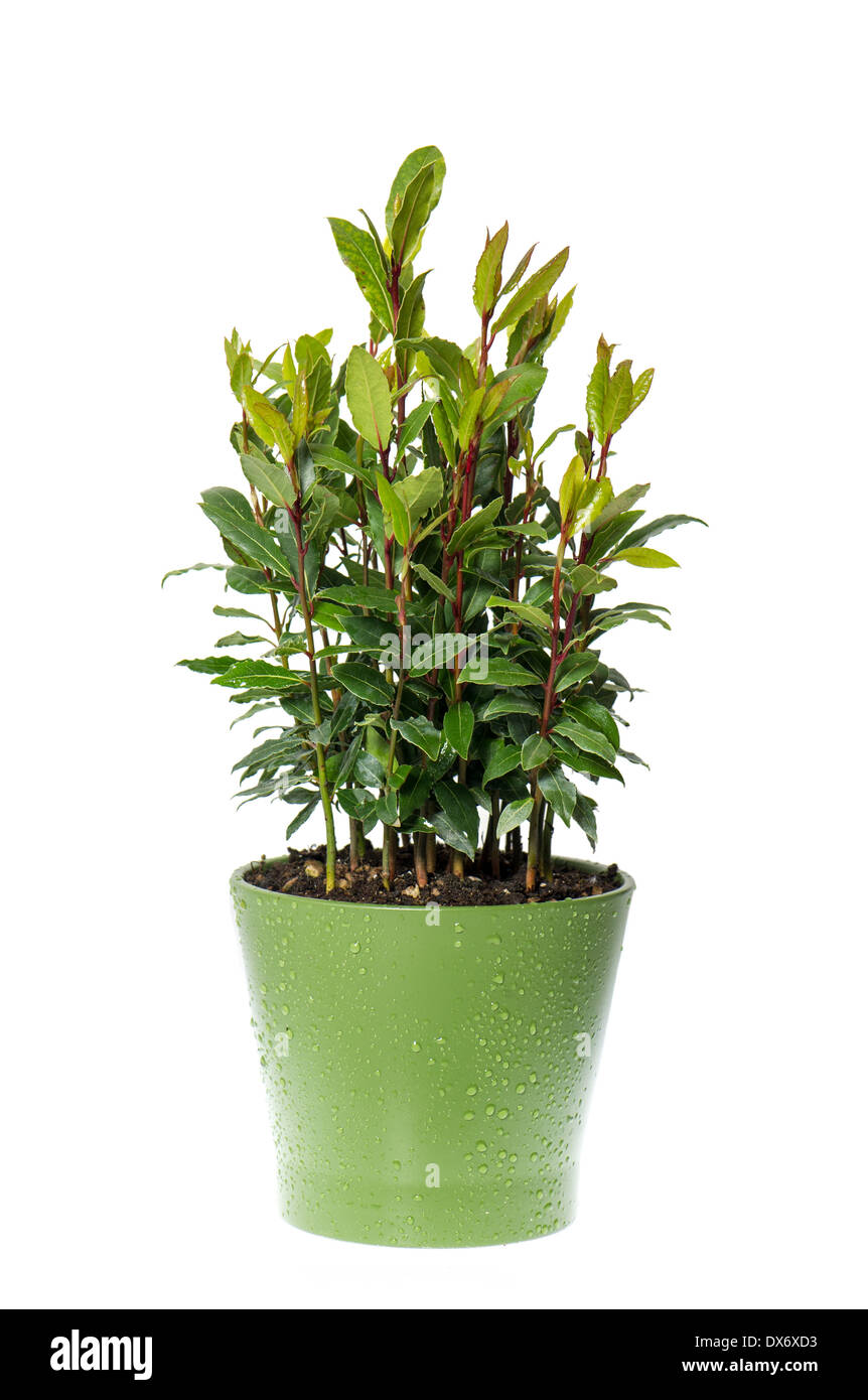 bay laurel plant in pot on white background. Laurus nobilis. Herbs. Food ingredients. Condiment. Spice. Stock Photo