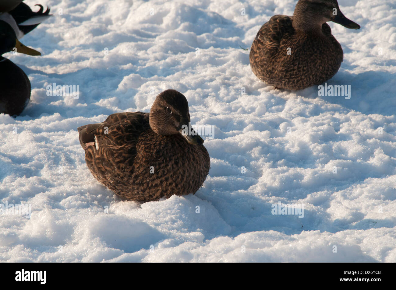 Mallards are concentrating at the few places with open water in harsh wintertime.  Stockenten suchen im Winter offenes Wasser. Stock Photo