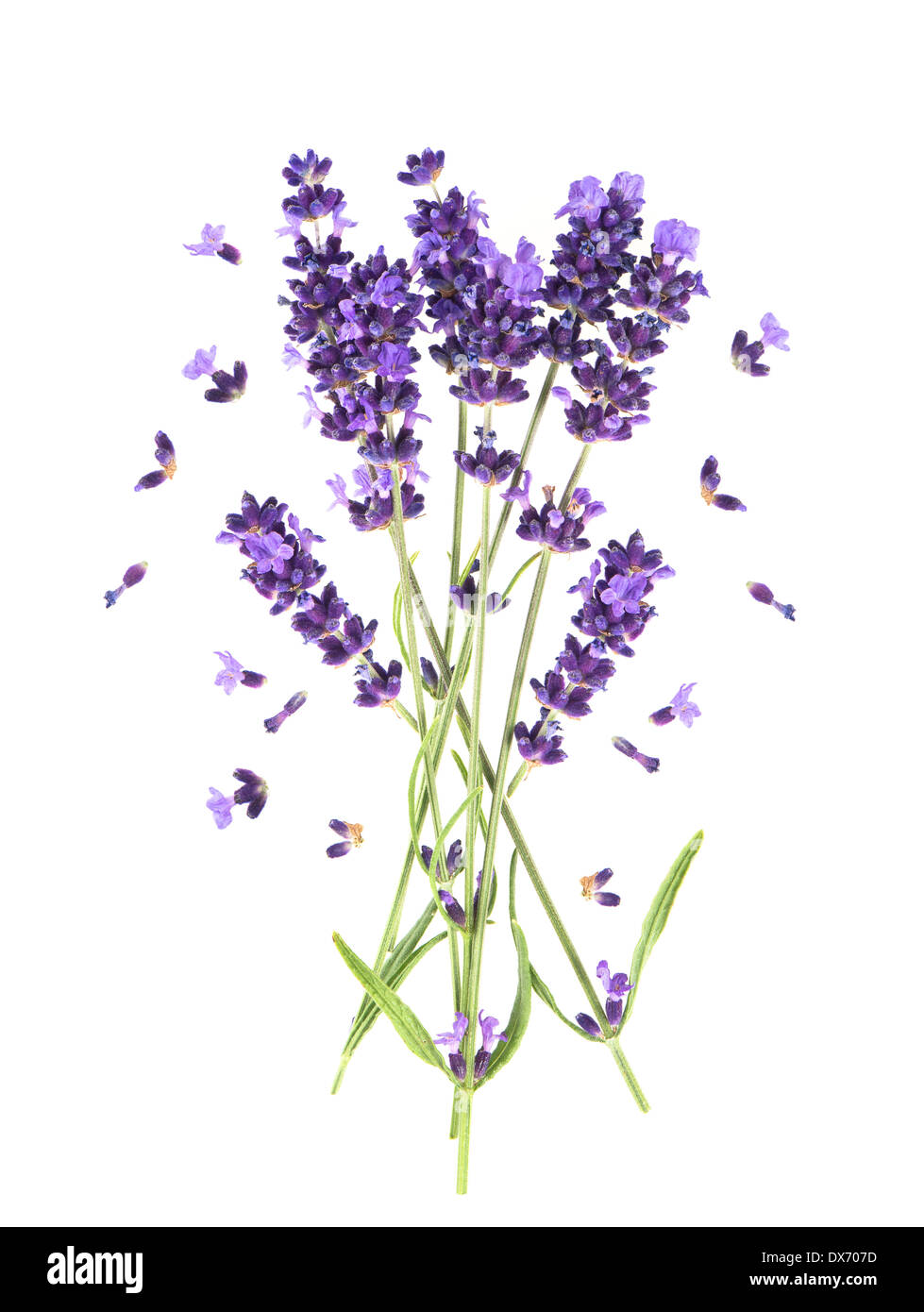 fresh provencal lavender flowers isolated on white background Stock Photo