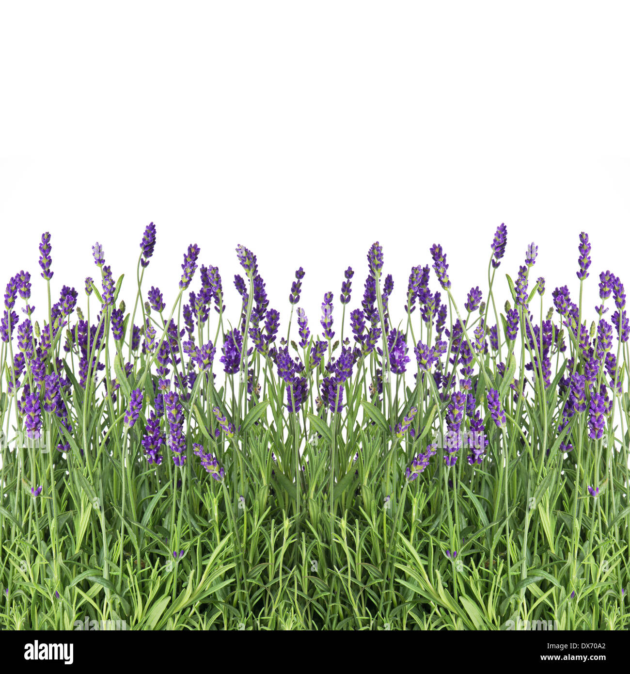 fresh lavender flowers isolated on white background Stock Photo - Alamy