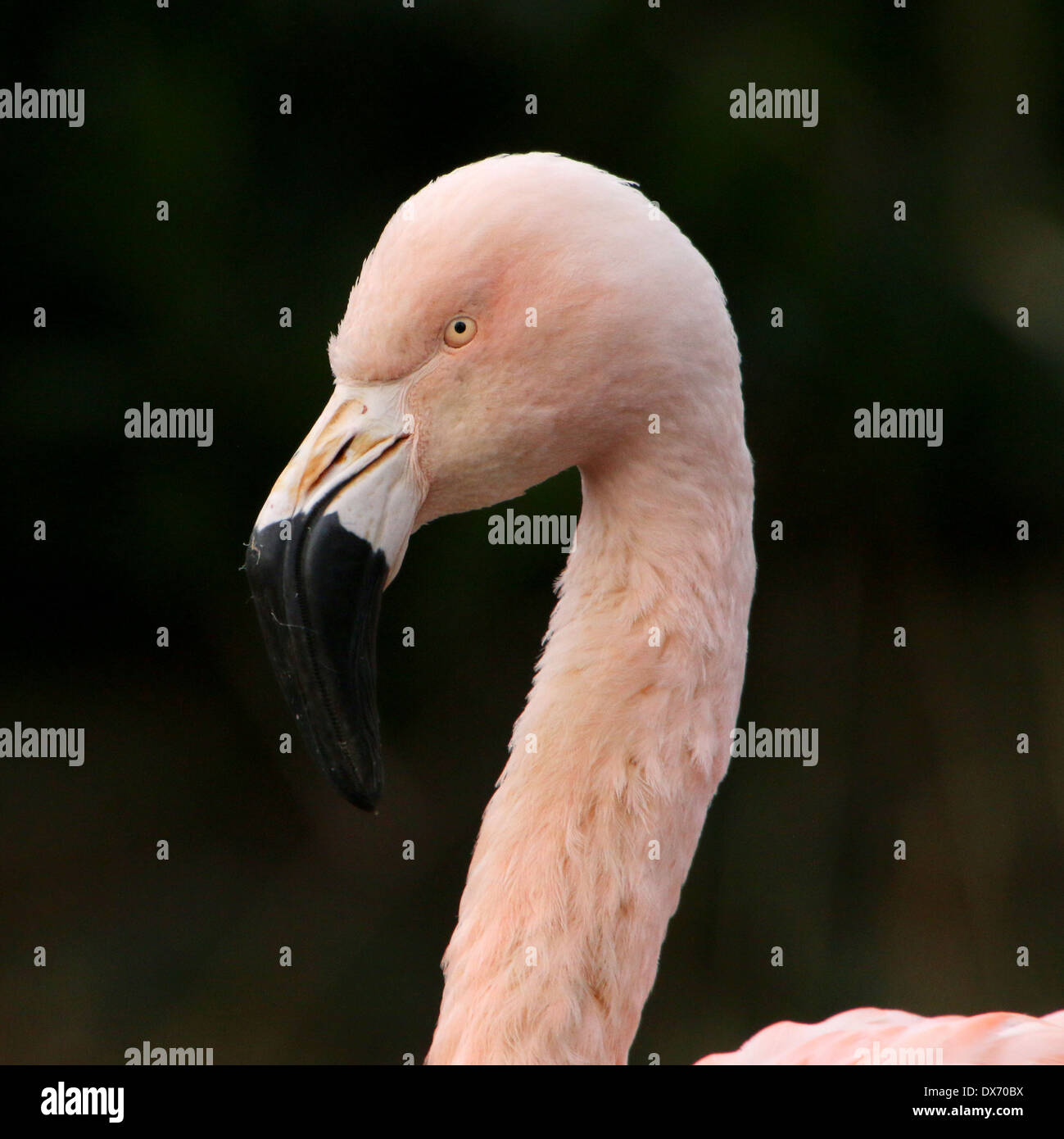 Chilean Flamingo (Phoenicopterus chilensis) Stock Photo