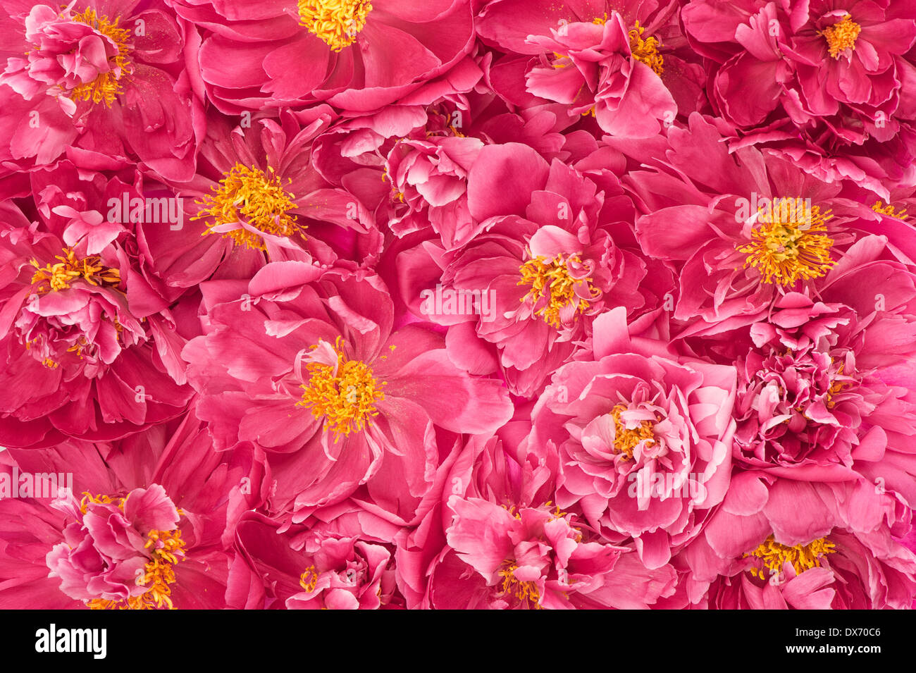 beautiful pink peony flowers. floral background Stock Photo