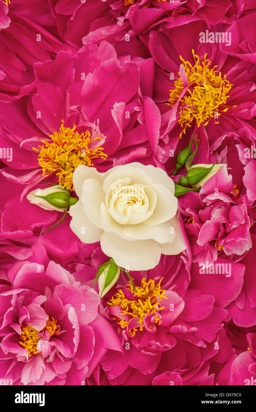 beautiful pink peony flowers with white single rose. floral background Stock Photo