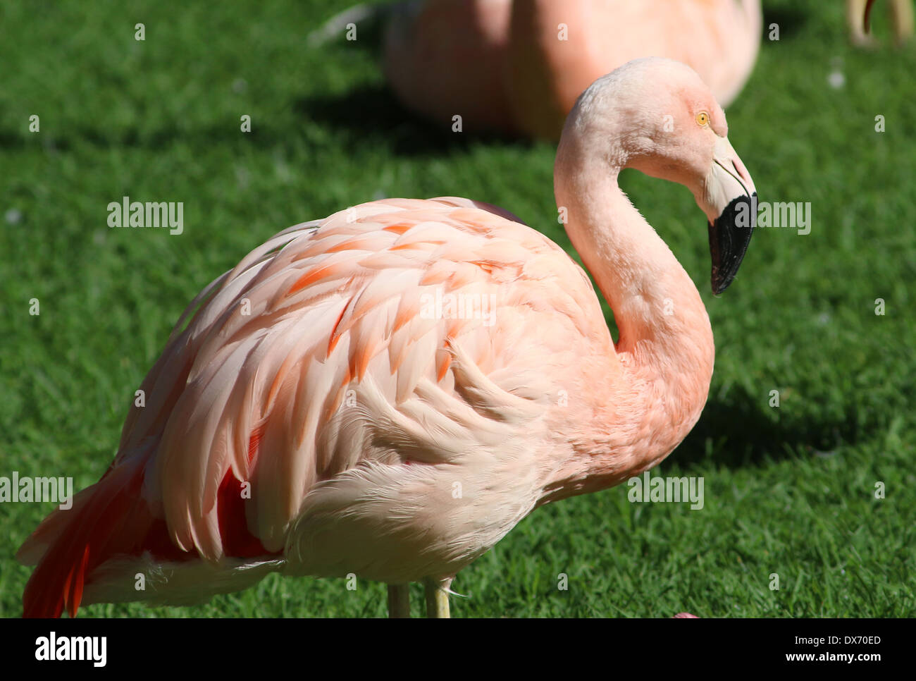 Chilean Flamingo(Phoenicopterus chilensis) Stock Photo