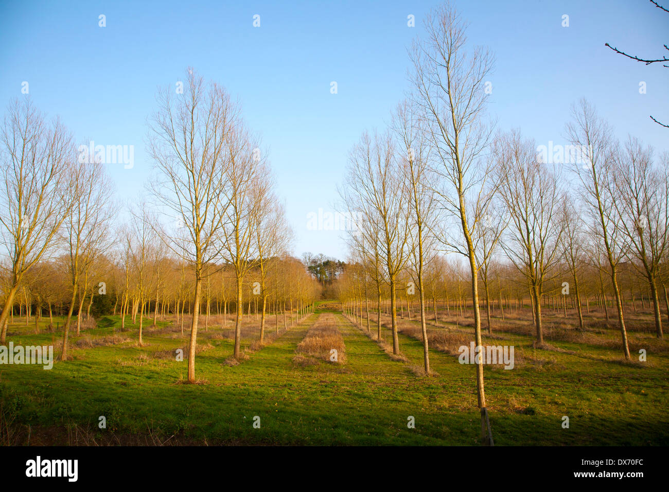 Plantation of Salix alba, cricket bat or white willow, trees in winter at Bromeswell, Suffolk, England Stock Photo