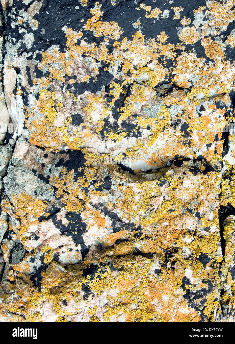 Geological interest at the rocky shoreline of Porth Ysglaig Lleyn Peninsula North Wales UK, Summer Stock Photo