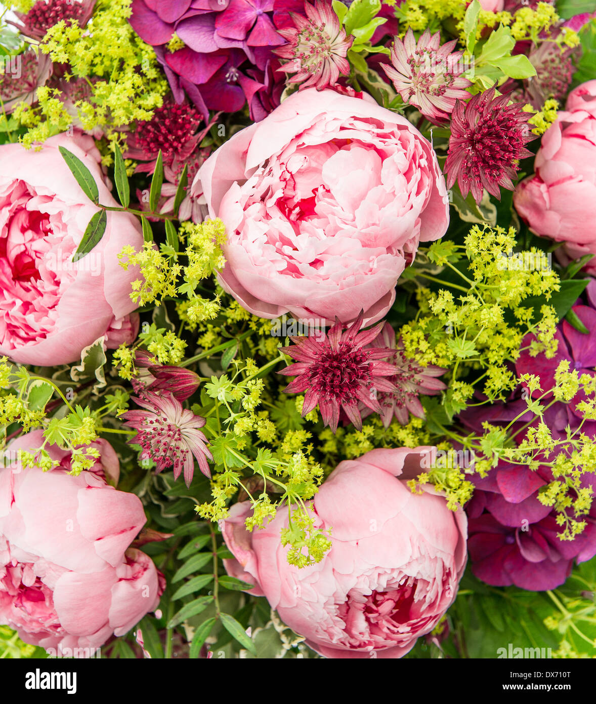 closeup of beautiful pink peony flowers. festive blooms arrangement Stock Photo