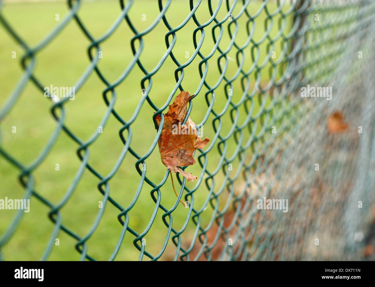 Autumn leaf caught in a chain link fence. Stock Photo
